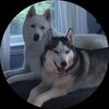 adopt_a_pet